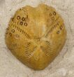 Two Lovenia Sea Urchin Fossil - Beaumaris, Australia #31076-2